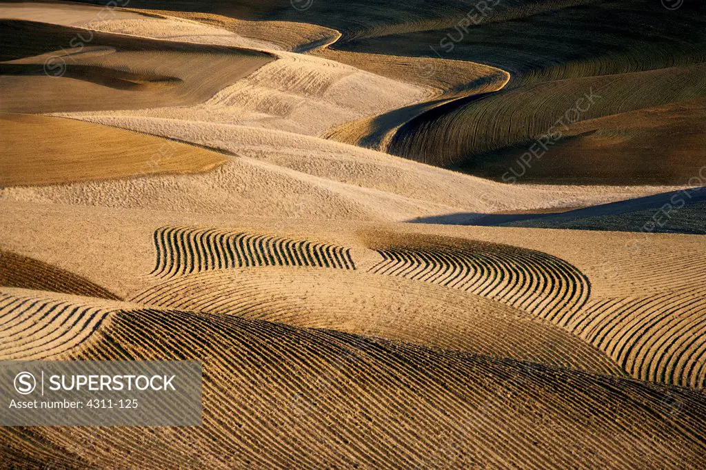 Contour Farming in the Palouse