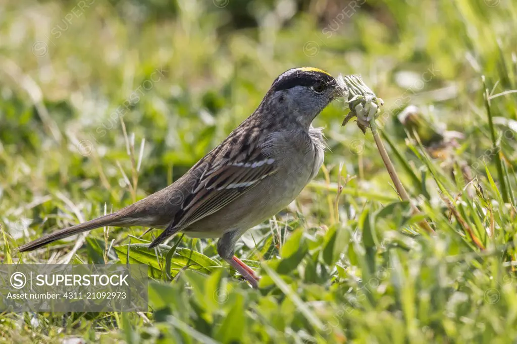 Zonotrichia atricapilla, A Golden-Crowned Sparrow Lunches on a Dandelion