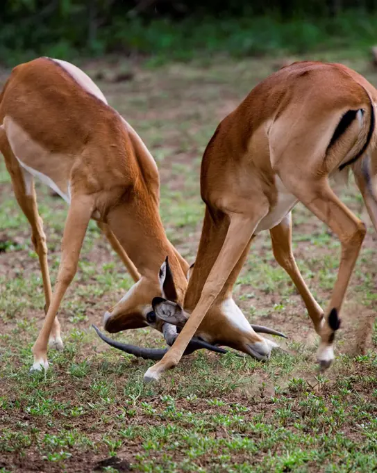 Two Young Male Impalas Practice Their Fighting Skills