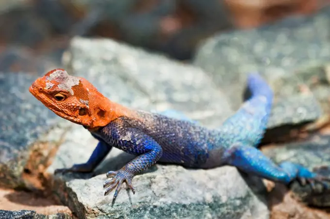 Red-Headed Agama