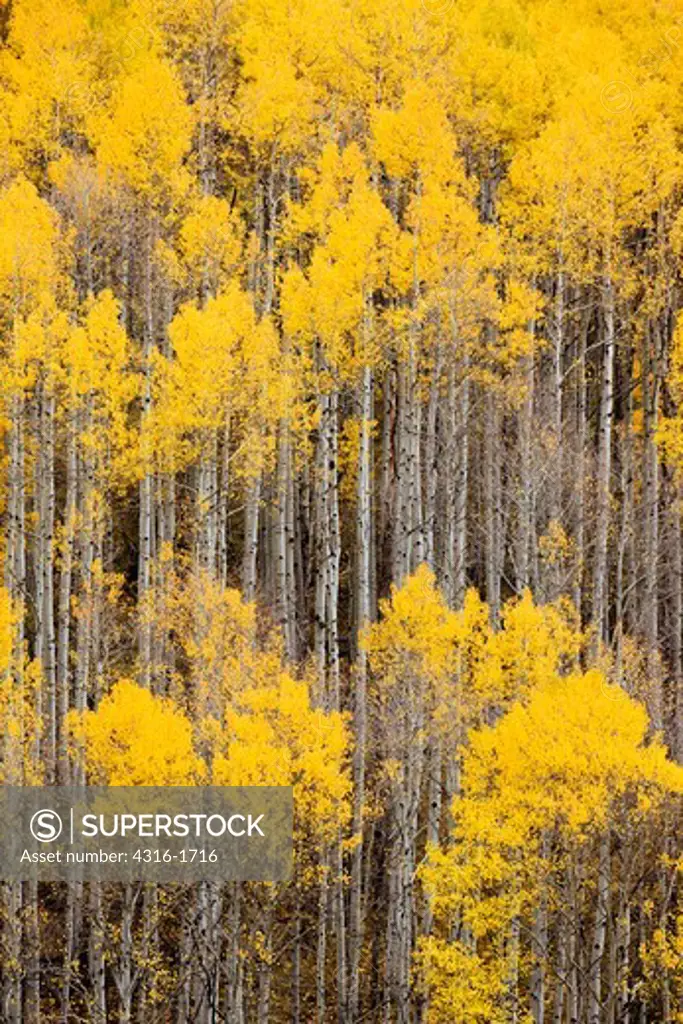 Aspens Near Telluride