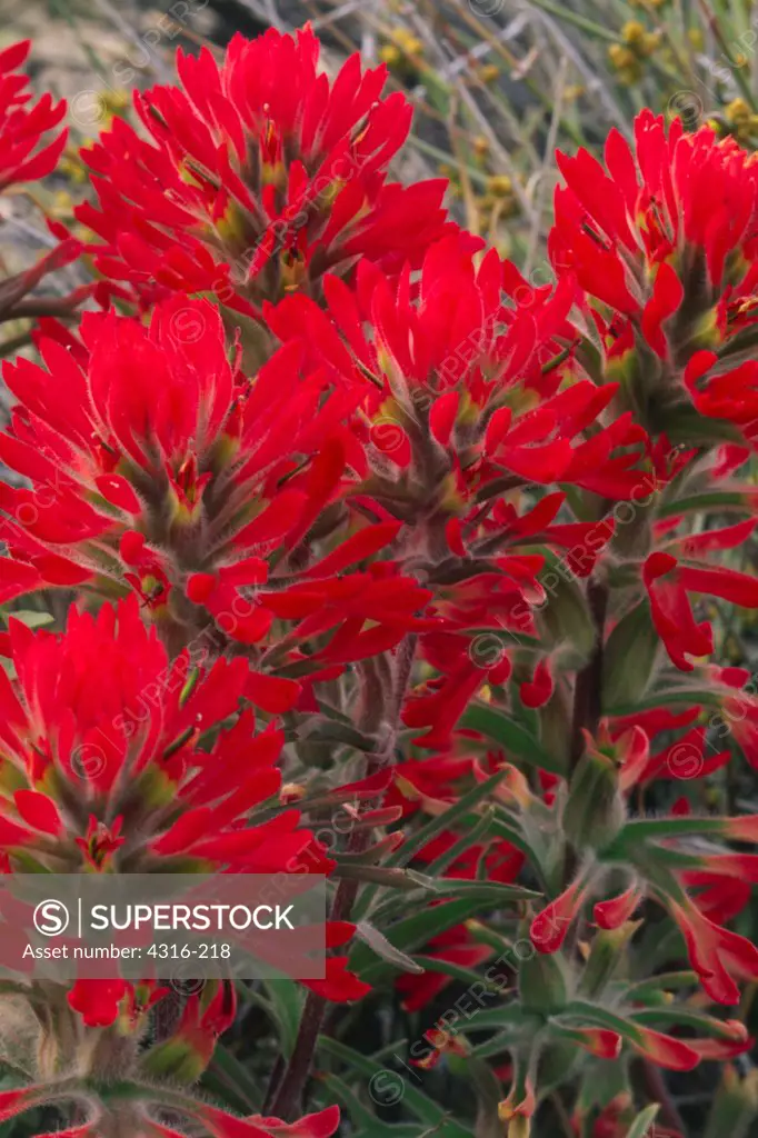 Cluster of Indian Paintbrush