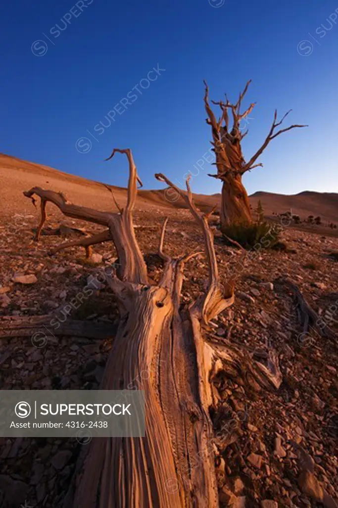 A dawn view of bristlecone pines of the Patriarch Grove, in California's White Mountains. The Patriarch Grove of the ancient Bristlecone Pine Forest of Inyo National Forest contains some of the oldest living things on Earth.