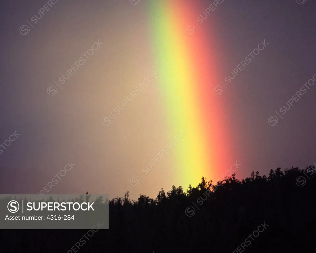 The Saturated Glow of an Alaskan Rainbow Silhouettes a Taiga Forest