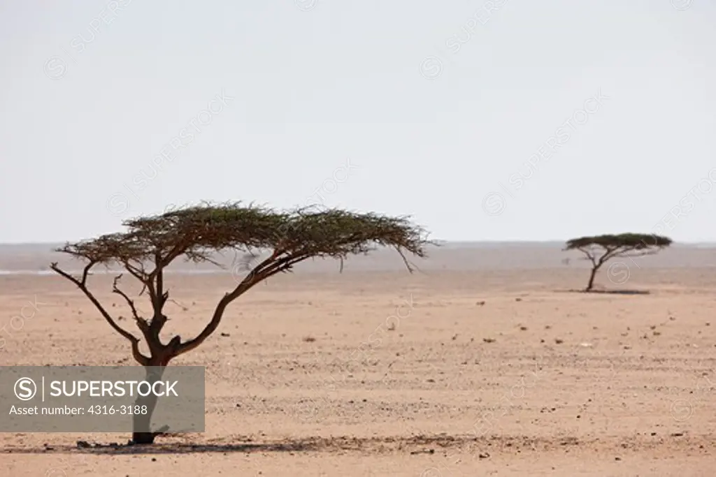 Widely spaced acacia trees (Acacia sp.), in the interior of Western Sahara, bent by the winds in a feature called Krummholz.