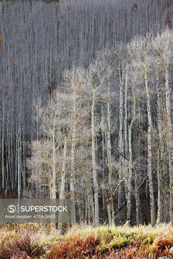 Aspen trees, near Aspen, Colorado, after losing their leaves in autumn.