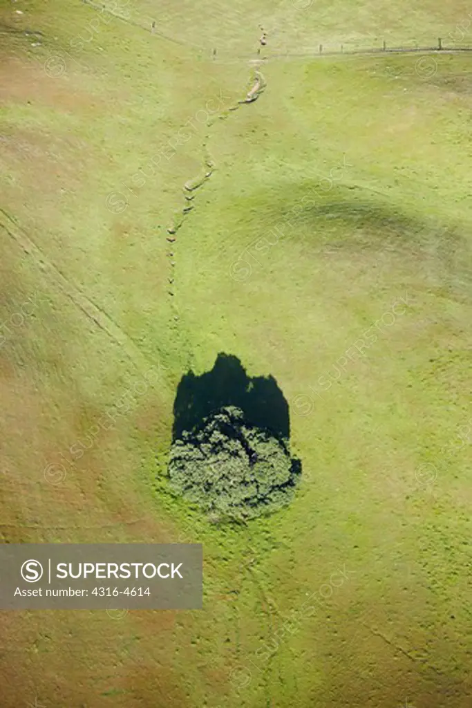 Aerial view of lone tree on hillside, California