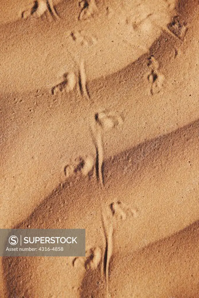 Lizard tracks in sand dunes, Cabeza Prieta National Wildlife Refuge, Arizona