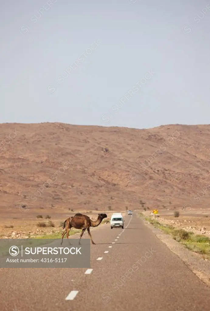 Camel crossing highway, oncoming traffic, interior Sahara Desert, Morocco