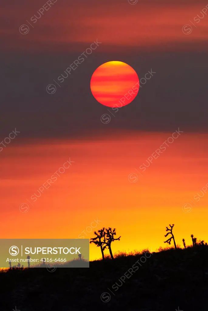 Silhouette of Joshua trees (Yucca brevifolia) at sunset obscured by smoke from raging wildfire, San Bernardino County, California, USA