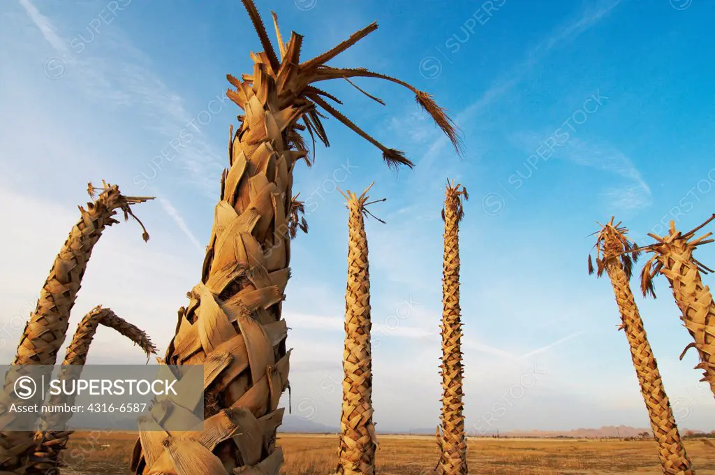 Stand of dead California Fan Palm trees (Washingtonia filifera), California Desert, Lucerne Valley, California, USA