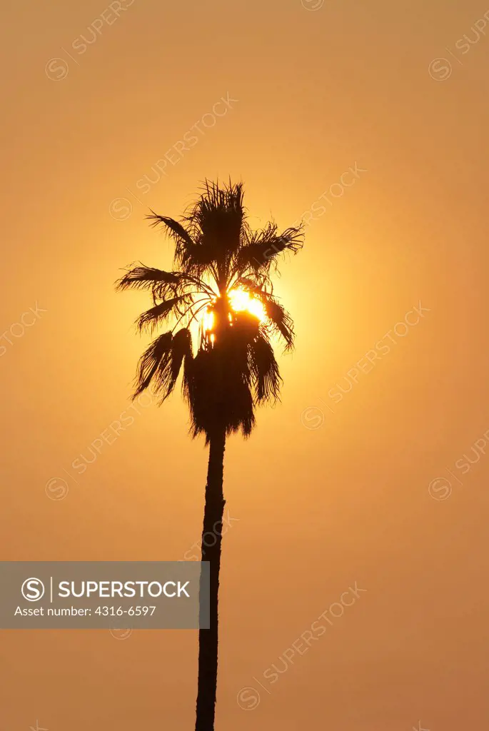 Silhouette of a California Fan Palm (Washingtonia filifera) with dense smoke from a raging wildfire obscuring the sun, San Bernardino County, California, USA