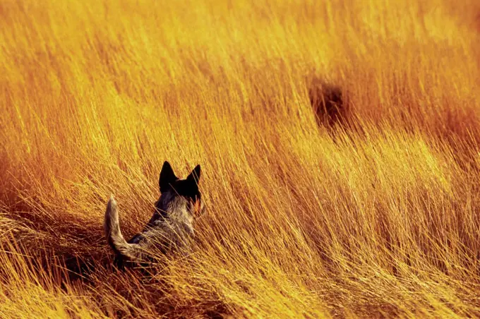 Australian Blue Heeler in Field of Grass