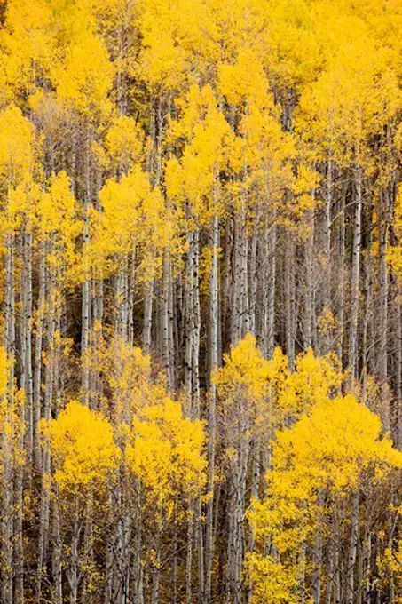 Aspens Near Telluride