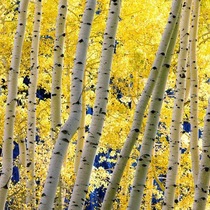 Quaking Aspens Changing Colors