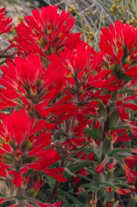 Cluster of Indian Paintbrush