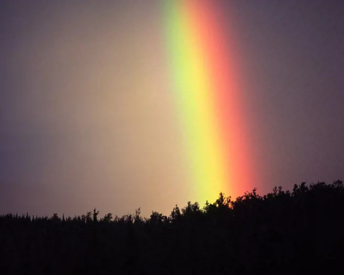 The Saturated Glow of an Alaskan Rainbow Silhouettes a Taiga Forest