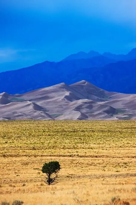 Lone tree stands near the Great Sand Dunes, high dynamic range, or HDR image.