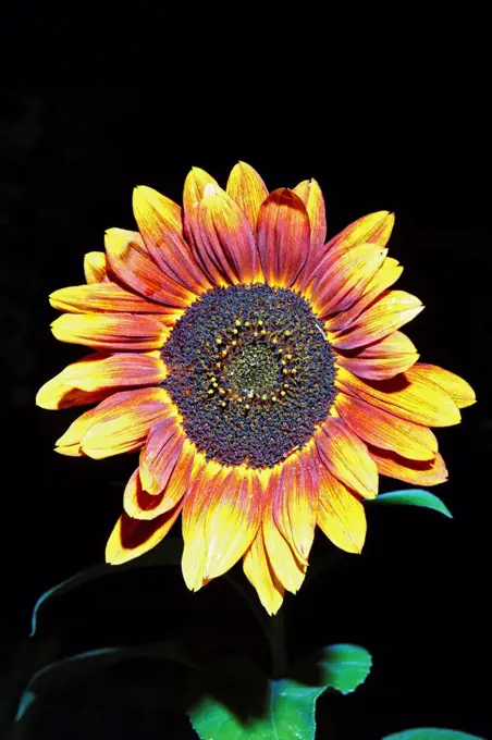 Night view of a prairie sunflower, Helianthus petiolaris.