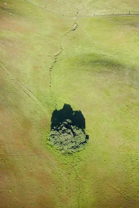 Aerial view of lone tree on hillside, California