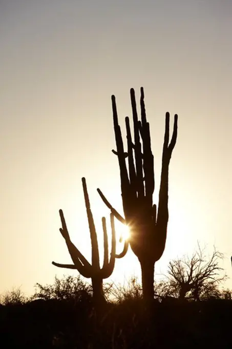 Silhouette of Saguaro Cactus, Carnegiea gigantea, Arizona