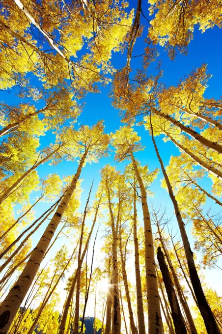 USA, Colorado, Quaking aspens (Populus tremuloides) during fall, showing fall color change, near Telluride