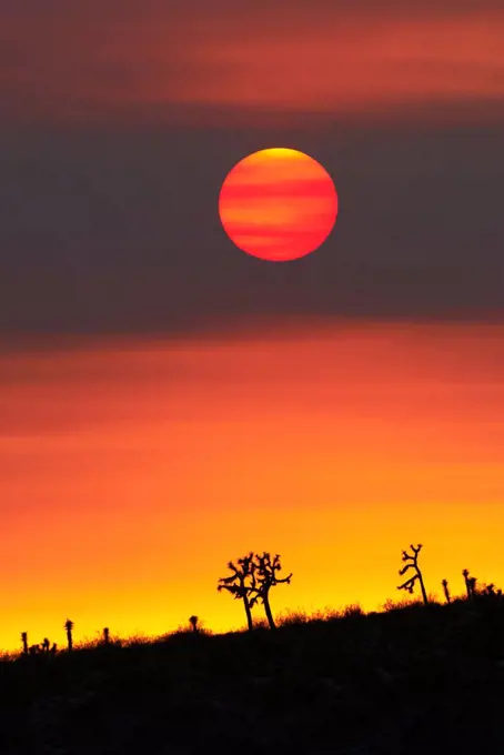 Silhouette of Joshua trees (Yucca brevifolia) at sunset obscured by smoke from raging wildfire, San Bernardino County, California, USA