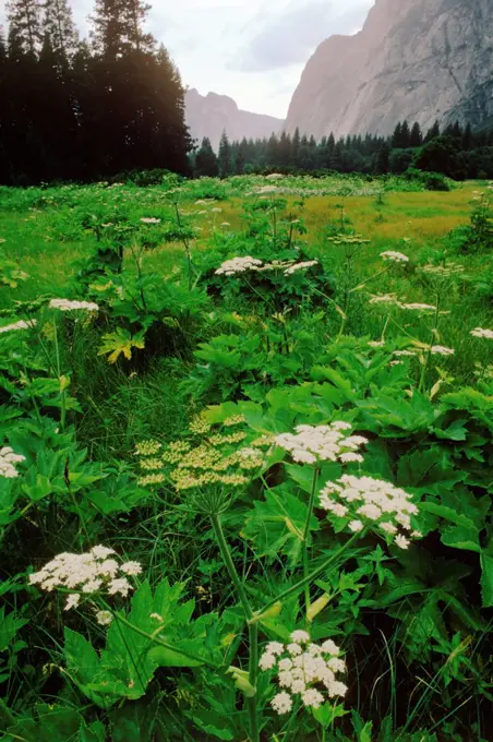 Delicate Cow Parsnip Amid the Perdurable Granite of Yosemite Valley