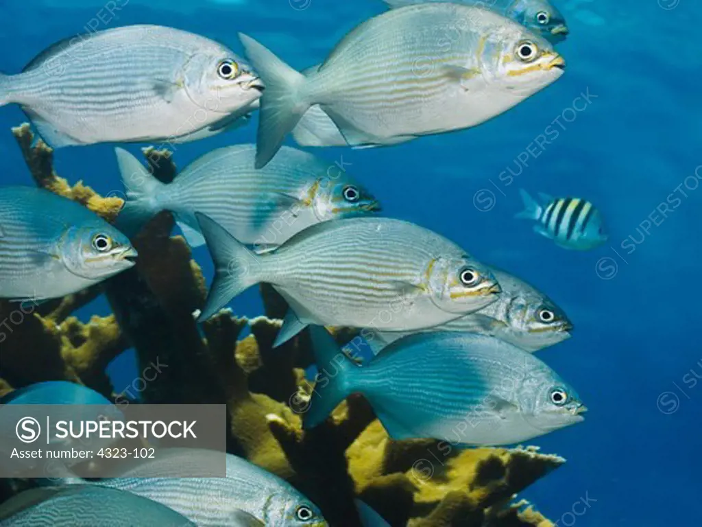 A School of Bermuda Chub