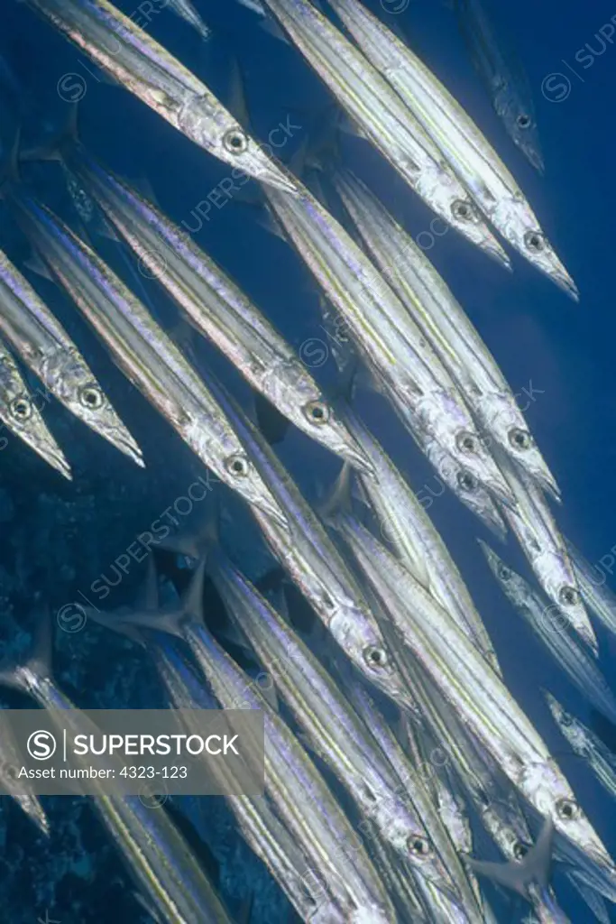 Schooling Brass Striped Barracuda