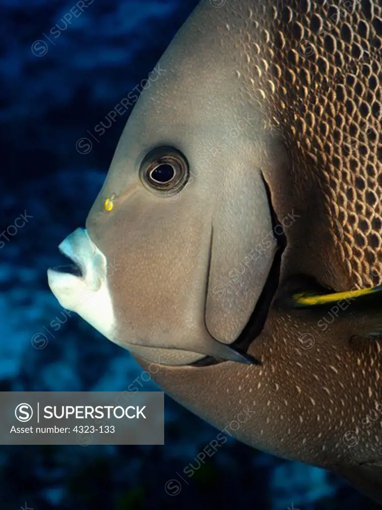 Portrait of a Grey Angelfish