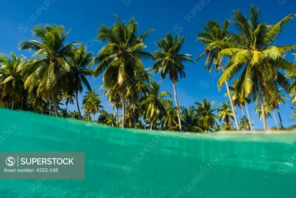 Split View of Water and Palm Trees in a Lagoon in Tahiti