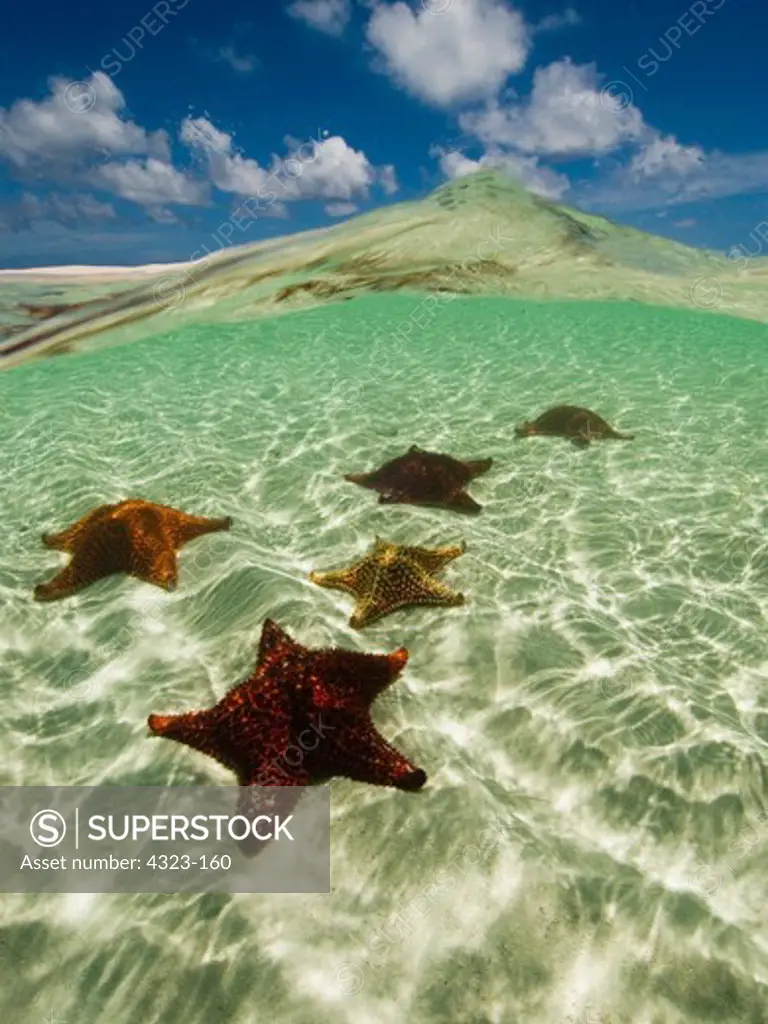 Split View of Blue Sky Above and Starfish Underwater