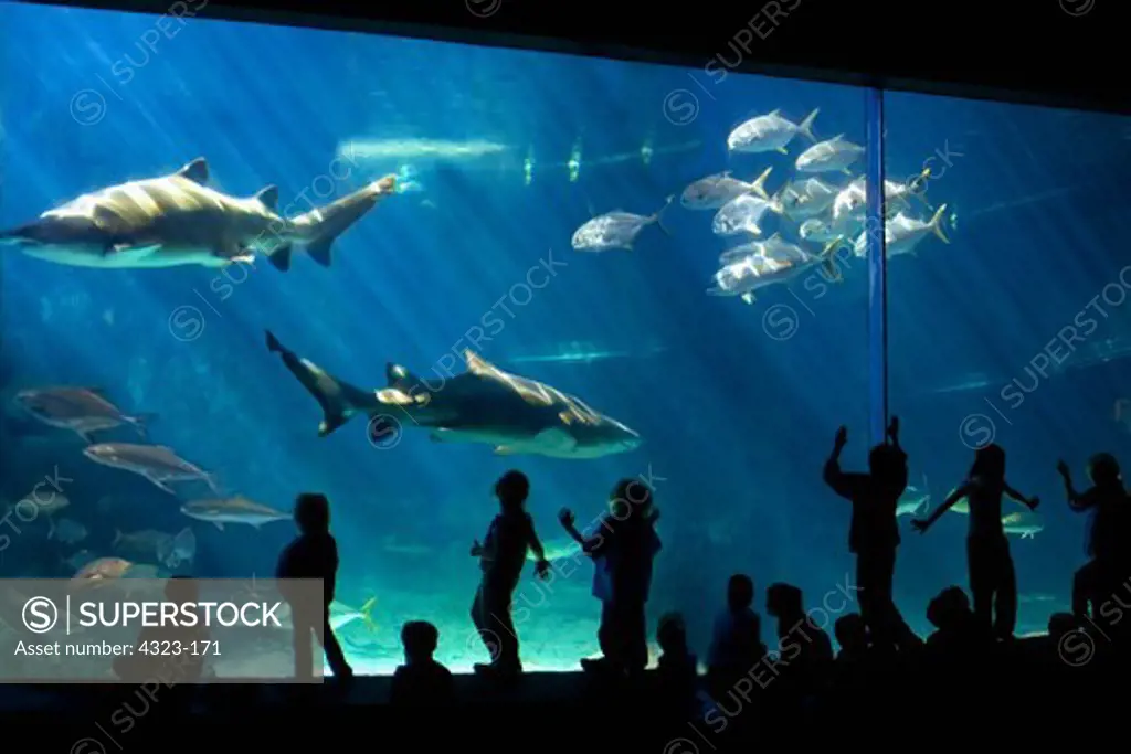 Visitors Enjoying a Large Aquarium