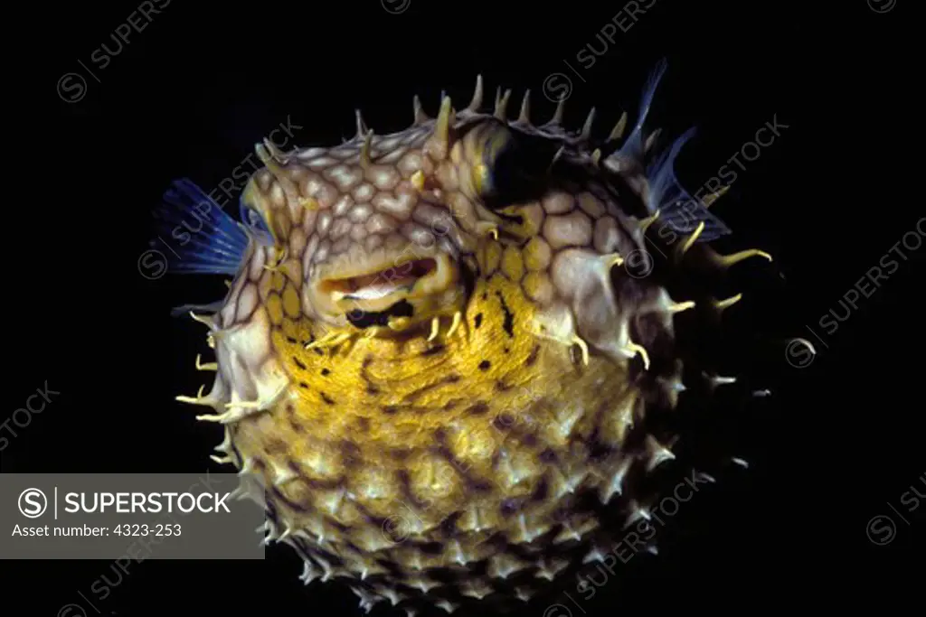 Web Burrfish Poofs For the Camera