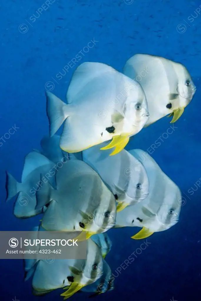 School of Longfin Spadefish