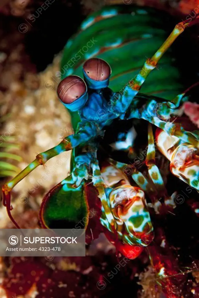 Mantis Shrimp