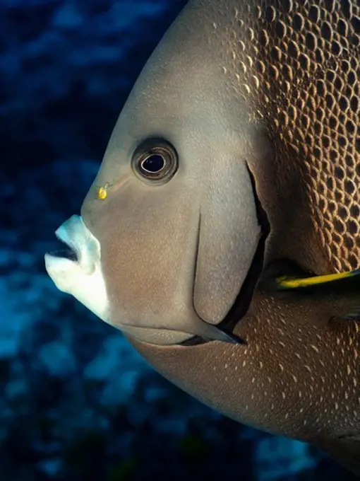 Portrait of a Grey Angelfish