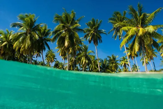 Split View of Water and Palm Trees in a Lagoon in Tahiti