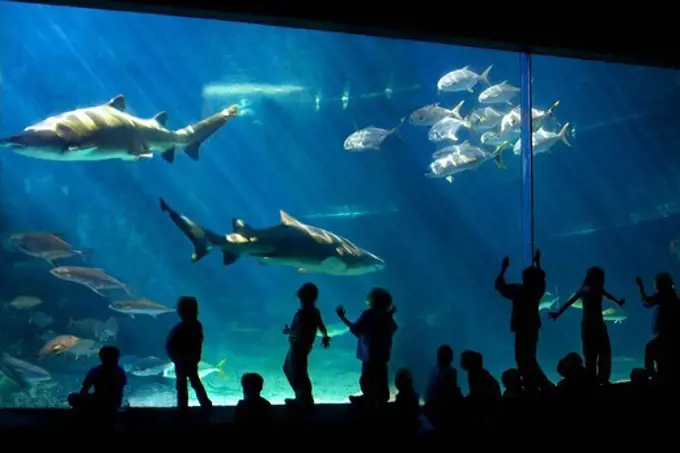 Visitors Enjoying a Large Aquarium