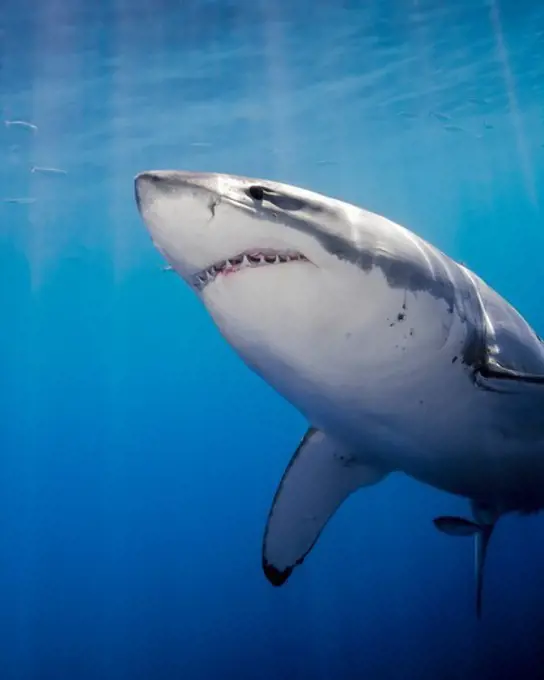 Great White Shark