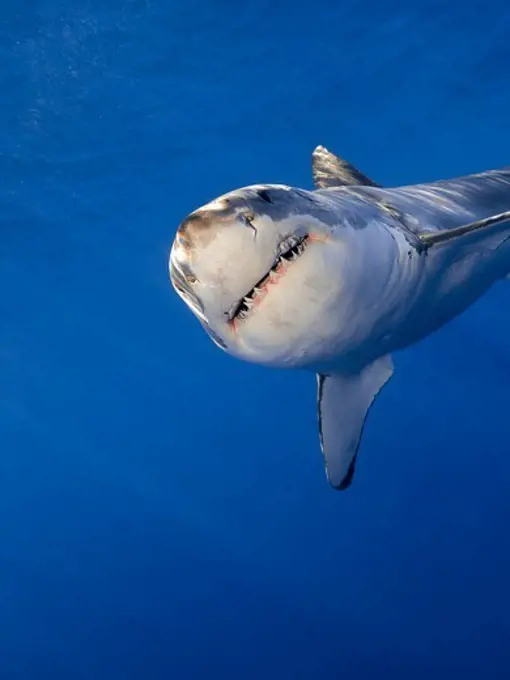 Great White Shark