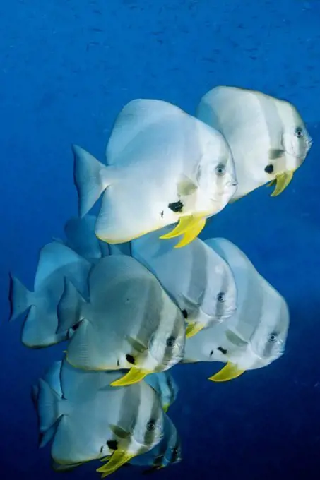 School of Longfin Spadefish