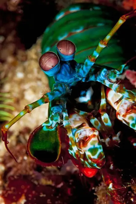 Mantis Shrimp