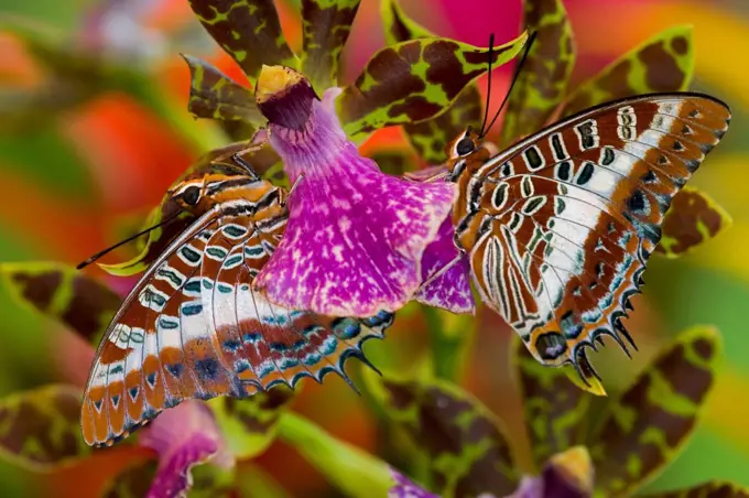 White-Barred Charaxes