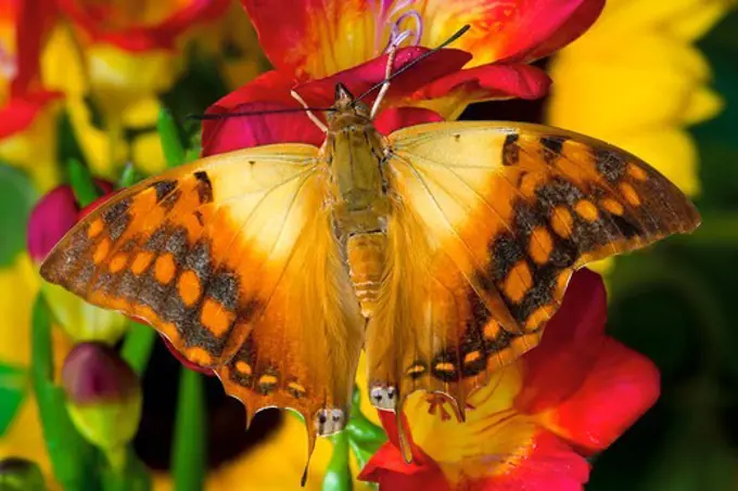 Green-Veined Charaxes