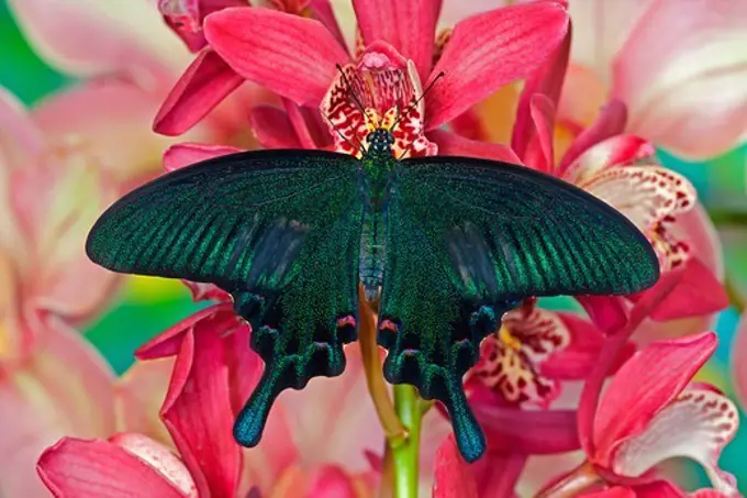 Chinese Peacock Butterfly