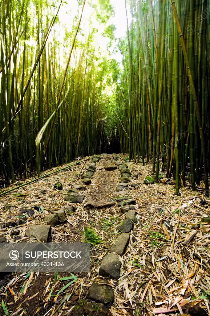 East Maui has many forest of bamboo. This path in Kipahulu led you through the bamboo forest to a 100 foot waterfall. This particular day was extremely windy so the bamboo cracked and creaked violently.