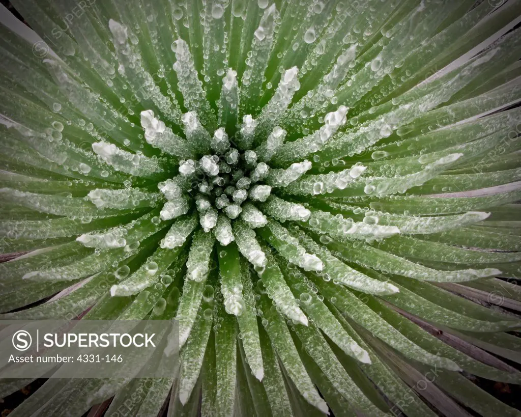 Silversword With Rain Drops. Found on top of the Haleakala Crater.