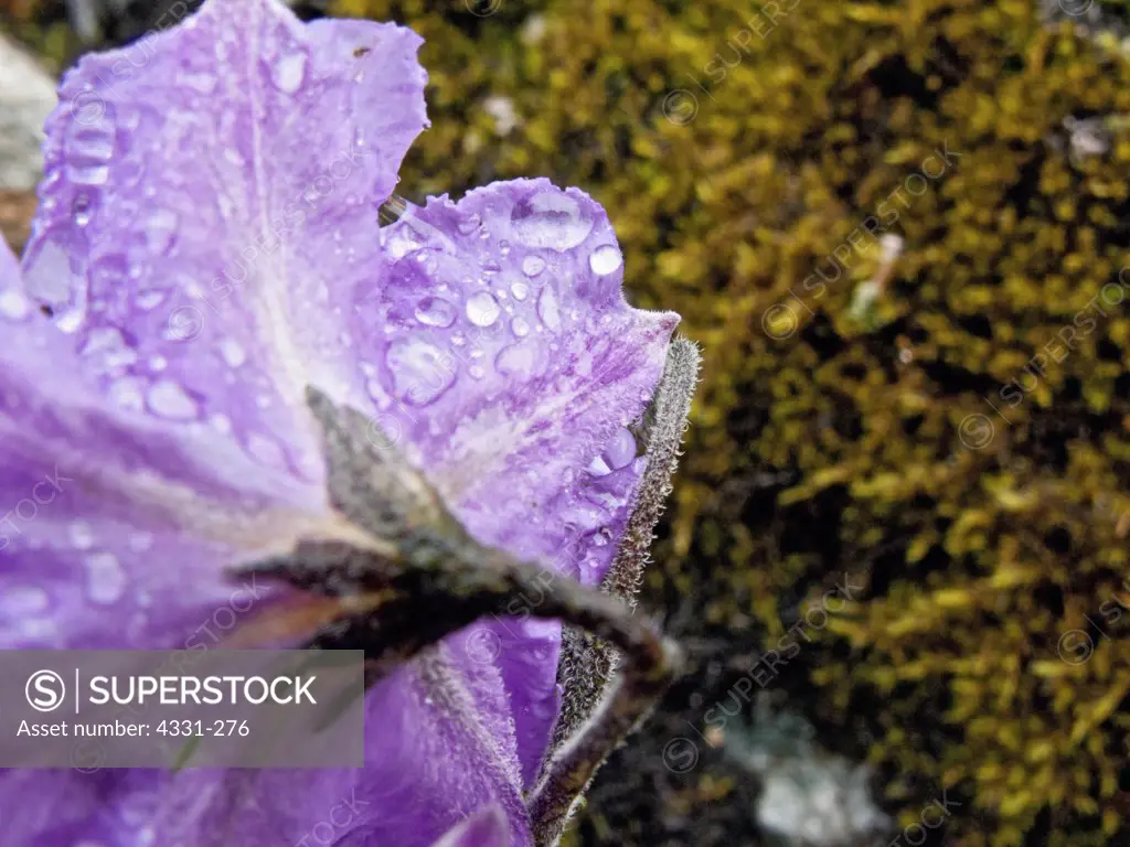 A Flower Collects Rain Along the Salkantay Trail